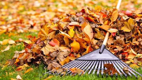 dpw cambridge ny. Pile of fall leaves with fan rake on lawn