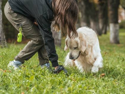 young woman cleaning after dog in park
