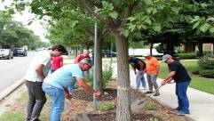 Local volunteers pruning mature trees along a street, highlighting community participation in tree care.
